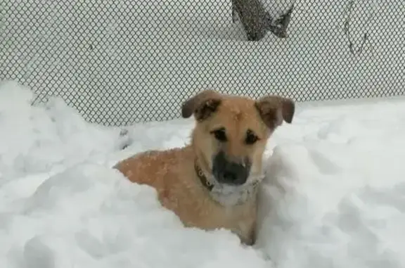 Пропала собака, улица Кирова, 187, городской округ Моршанск - photo