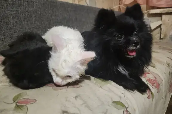 Пропала собака, проспект Ленина, Челябинск - черная с белым пятнышком - photo