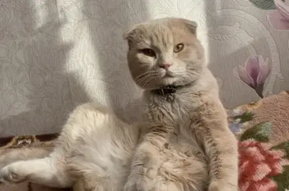 Пропал кот, Октябрьская улица, Чаплыгин - бежевый с ошейником - photo