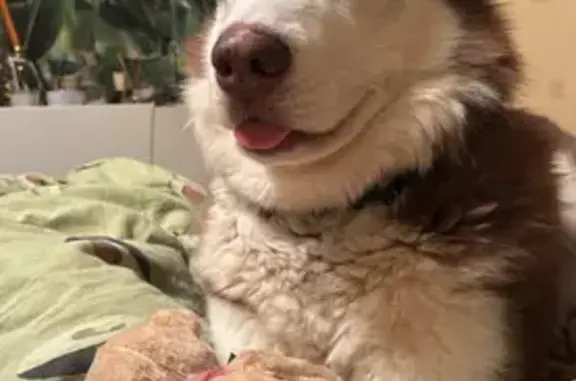 Пропал собака, Верхняя Синячиха — сибирский хаски по кличке Бэгги - photo