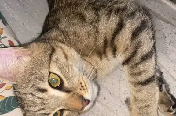 Найдена кошка, Курск, фото: Найден кот, улица Бойцов 9-й Дивизии, 193, Курск - очень ласковый