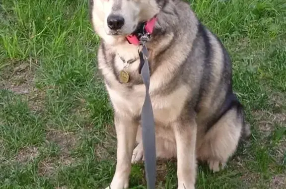 Пропала собака, улица Черняховского, 21, Нижний Новгород - photo