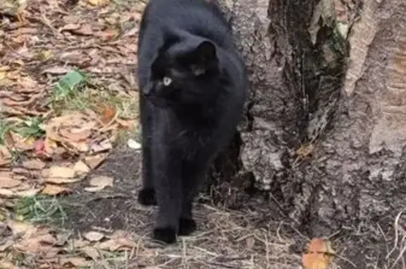 Пропала кошка, Арктическая улица, 10, Северодвинск - чёрный окрас, жёлтые глаза - photo