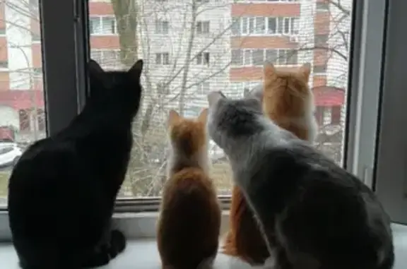 Пропала кошка, проспект Гая, Ульяновск - бело-рыжая девочка с неровными ушками - photo