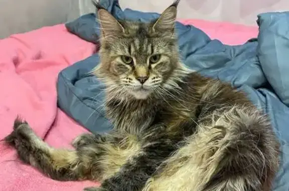 Пропала кошка, улица Ленина, 113, Афипский - черепаховый окрас, порода мейнкун - photo