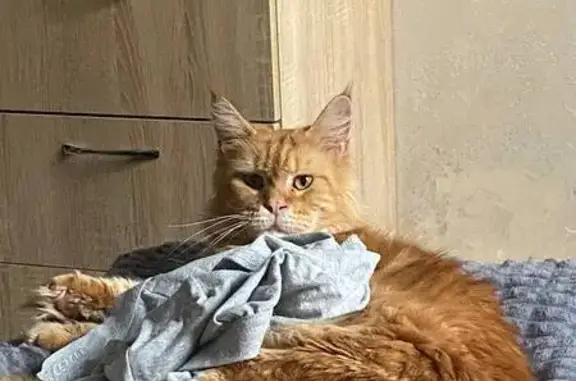 Пропала кошка, улица Ленина, 113, Афипский - огненного окраса, породы мейнкун - photo