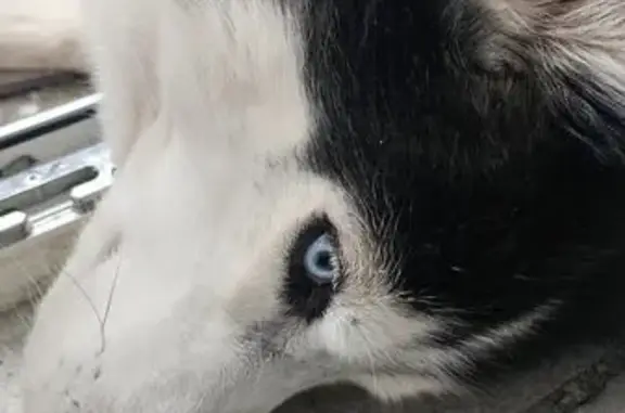 Найдена собака, Мурманск, фото: Найден хаски, кобель, проспект Ленина, Мурманск