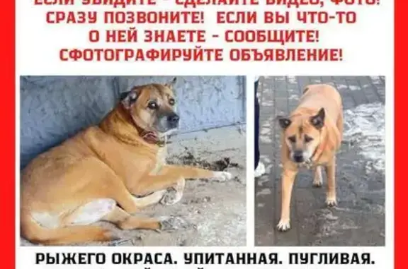 Пропала собака Девочка, Селятино (rl1155900) - photo