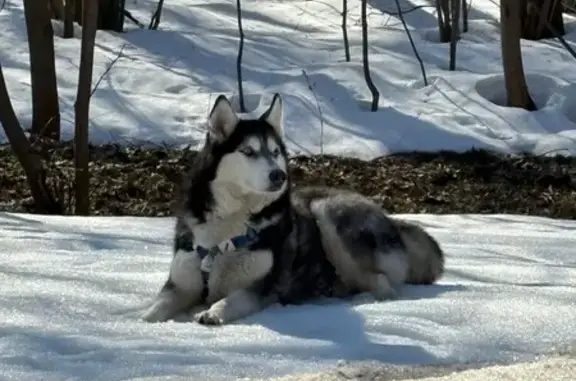 Найдена собака, Москва, фото: Найдена собака, Ясеневская аллея, Москва - хаски, чёрно-белый окрас