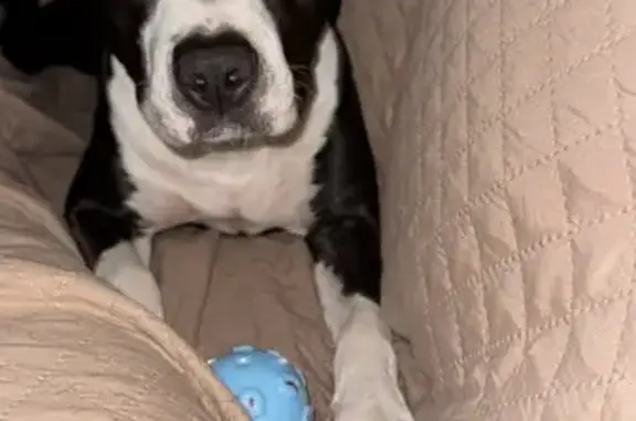 Пропал собака, Ялкынское сельское поселение, Базарные Матаки - последний раз видели в селе Караваево - photo