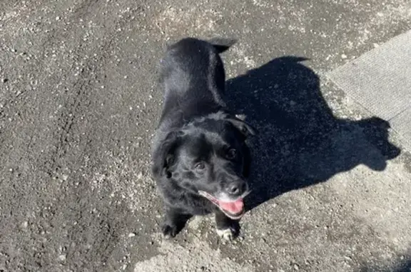 Найдена собака, Челябинск, фото: Найден собака, мужской, Томинская улица, 16, Челябинск