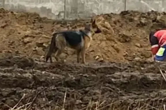 Найдена собака, Сестрорецк, фото: Найден собака, Левашовское шоссе, Сестрорецк - немецкая овчарка