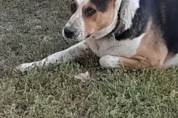 Пропал собака, Малая Армавирская улица, 136, Казань - серый ошейник с красной веревочкой - photo