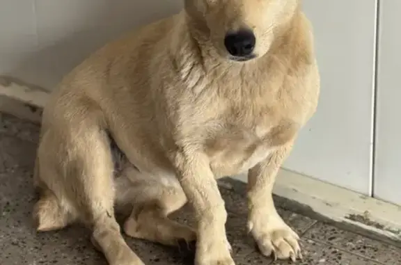 Пропала собака, Милютинская улица, 25, Индустриальный - photo