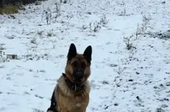 Пропала собака, женская, Курган - немецкая овчарка - photo