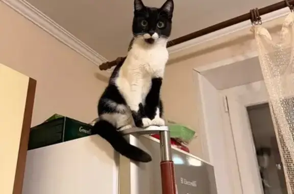 Пропала кошка, Солнцевский проспект, 19 к1, Москва - 1 годик, не стерилизована - photo