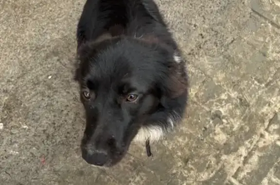 Найдена собака, Воронеж, фото: Найден собака, Олимпийский бульвар, Воронеж - молодой, общительный