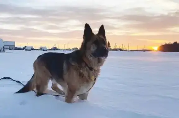 Пропал собака, Аннинское городское поселение, Аннинское - сбежал с участка - photo