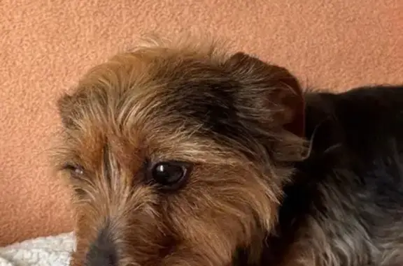 Найдена собака, Волгоград, фото: Найден собака, улица Гоголя, 5, Волгоград - активный и ласковый