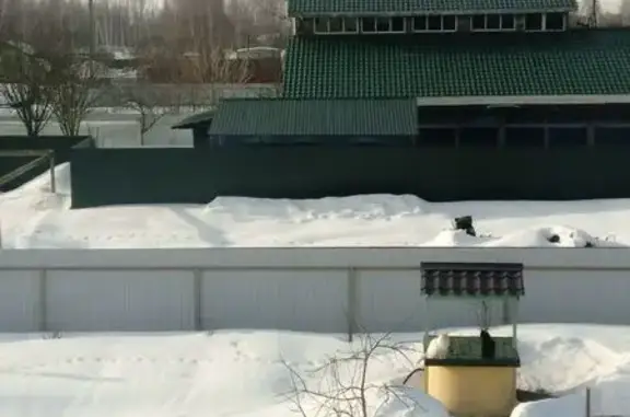 Пропала кошка, 78К-0003, сельское поселение Ишня, Ишня - белый с рыжими ушками и хвостиком - photo