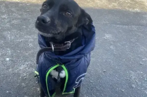 Пропала собака, улица Авиастроителей, 24, Иркутск - черно-белая с коричневым ошейником - photo