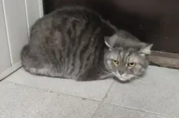 Найдена кошка, Ставрополь, фото: Найдена кошка, улица 45-я Параллель, 38, Ставрополь - стерилизованный, примерный возраст 5 лет
