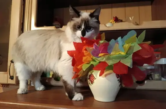 Пропала кошка, улица Некрасова, Ковров - светлая пушистая, 9 месяцев - photo