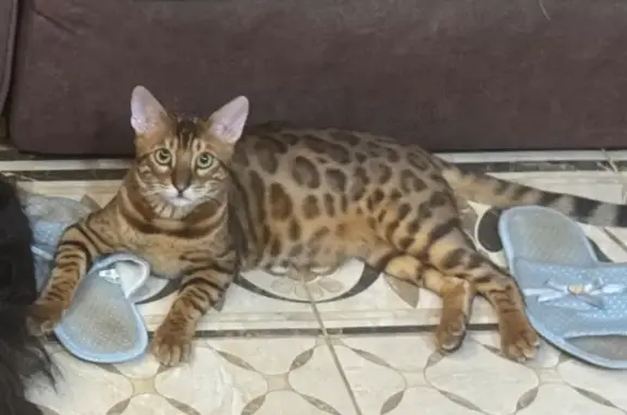 Пропал кот, Нагорный переулок, 9, Отрадное - кастрирован, с именным медальоном - photo