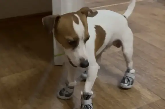 Пропала собака, улица Победы, 99, Самара - Джек Рассел с клемом и чипом - photo