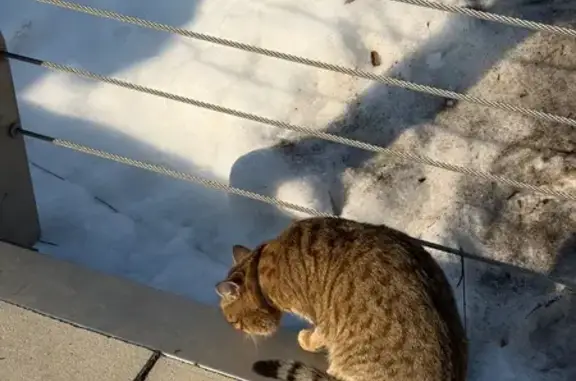 Найдена кошка, Казань, фото: Найдена кошка, улица Марселя Салимжанова, Казань - серо-коричневая с серым ошейником