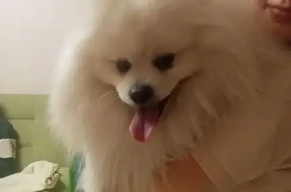 Найдена собака, Йошкар-Ола, фото: Найден шпиц, Йошкар-Ола, Марий Эл