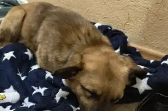 Найдена собака, Йошкар-Ола, фото: Найдена собака, улица Луначарского, Йошкар-Ола - обследована в вет. клинике