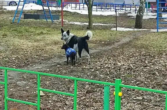 Найдена собака, Курск, фото: Найдена собака, Союзная улица, 16А, Курск - девочка в сине-белой кофточке