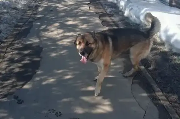 Объявления о пропавших и найденных животных, Наро-Фоминск, фото: Найден собака, Наро-Фоминск, Московская область - кобель немецкая овчарка