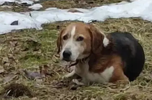 Найдена собака, Левашово, фото: Найдена собака, улица Володарского, 9, Левашово - спокойная домашняя девочка