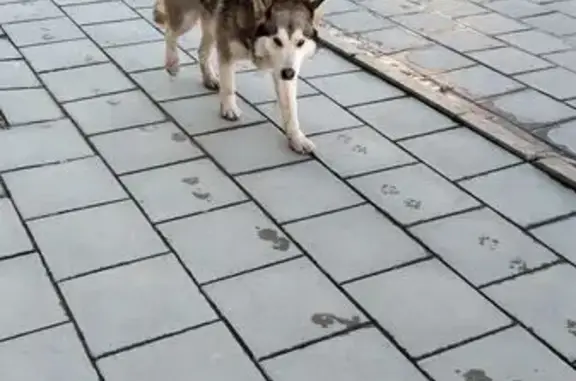 Найдена собака, Екатеринбург, фото: Найдена собака, улица Миномётчиков, 3, Екатеринбург - очень дружелюбная