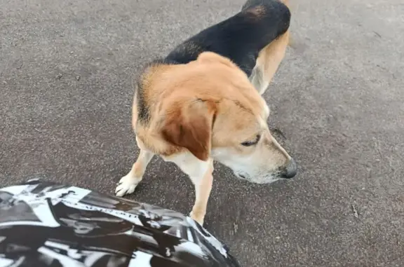 Найдена собака, Слободка, фото: Найден кобель, Слободка, Тульская область - охотничья собака