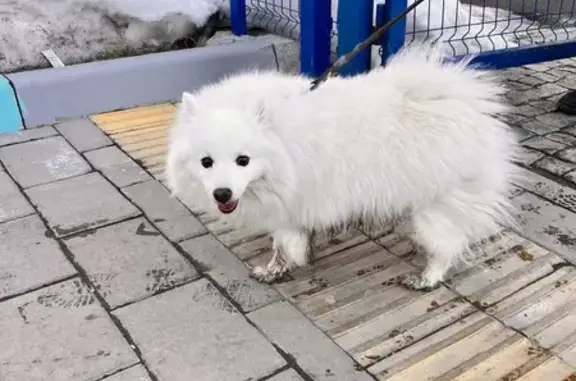 Найдена собака, Екатеринбург, фото: Найден собака, Ирбитская улица, 13, Екатеринбург