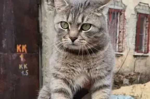 Пропала кошка, улица Рокоссовского, Волгоград - серо-бело-коричневый окрас - photo