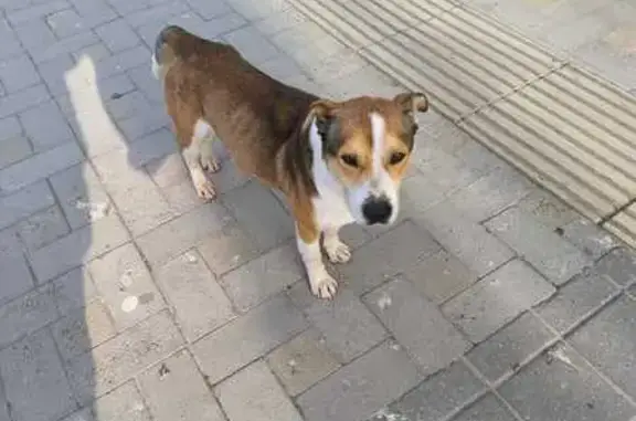 Найдена собака, Анапа, фото: Найден собака, Крымская улица, 99, Анапа - бело-рыжий, смесь корги и Джек Рассела