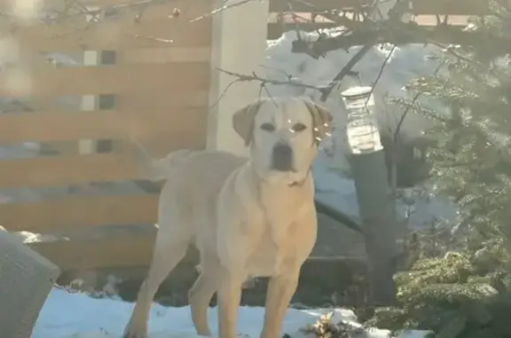 Найдена собака, Подосинки, фото: Найден собака, 46К-8250, Подосинки - белый и очень активный