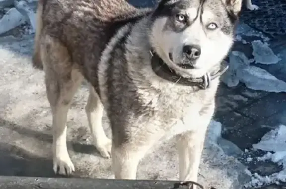 Объявления о пропавших и найденных животных, Ярославль, фото: Найден хаски кобель, Богоявленская площадь, Ярославль