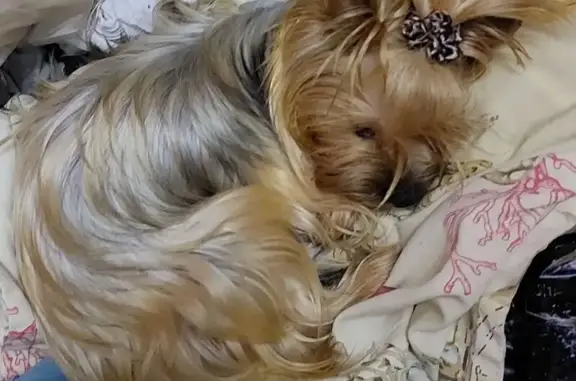 Пропала собака, Кузнечная улица, городское поселение Лениногорск - photo