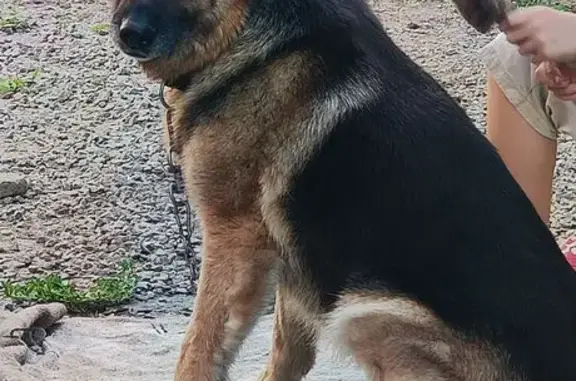 Пропала собака, женская, улица Титова, 19, Болотное - photo