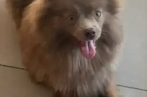 Пропала собака Девочка, Пенза (rl1153938) - photo