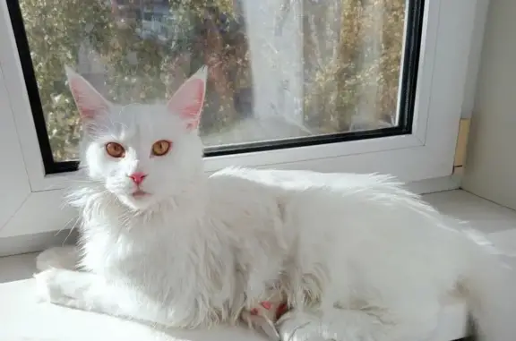 Пропала кошка, Павловский тракт, 78А, Барнаул - чисто белая, мейн кун - photo
