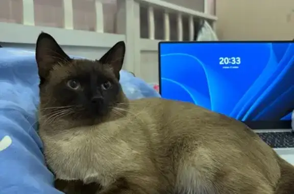 Пропал кот, улица Дзержинского, 22, Медвежьегорск - сиамский, полненький - photo