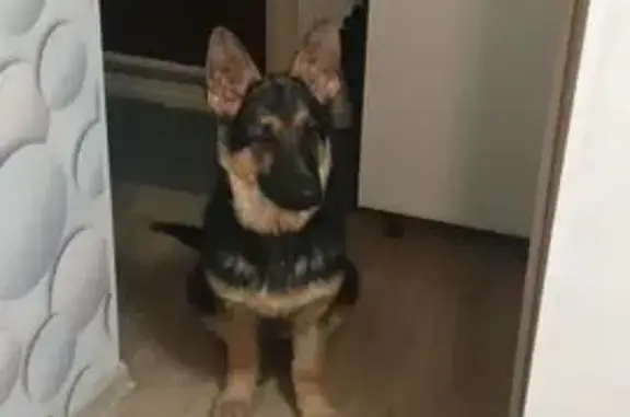 Пропал собака, Сихонкино - чепрачный 5 месяцев - photo