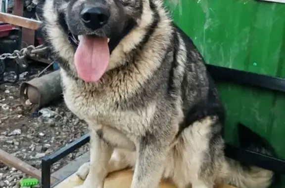 Пропала собака, улица Мингажева, 87, Уфа - photo