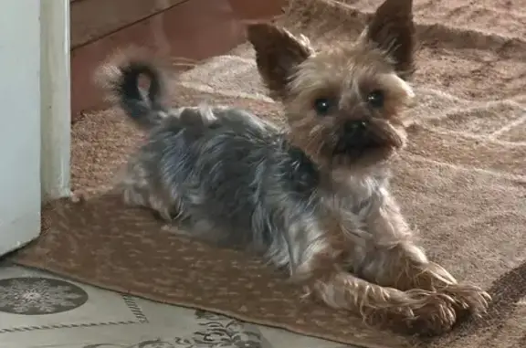 Собаки потеряшки, Петров Вал, фото: Потеряшка собака, мужской, городское поселение Петров Вал, Петров Вал - рыже-серый, ушки стоят